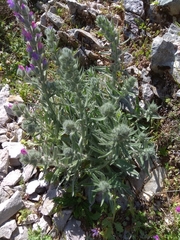 Echium albicans