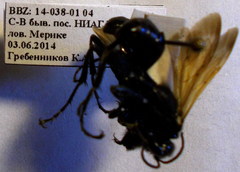 Prionyx subfuscatus