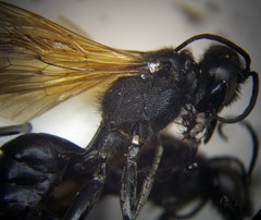 Prionyx subfuscatus