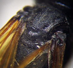 Prionyx subfuscatus