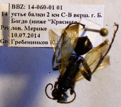 Prionyx subfuscatus