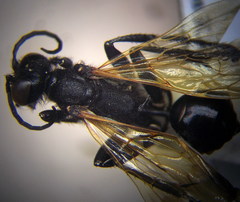 Prionyx subfuscatus
