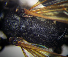 Prionyx subfuscatus
