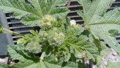 Fuertesimalva limensis