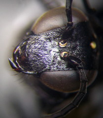 Prionyx subfuscatus