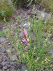 Dracocephalum peregrinum