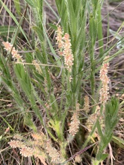 Acalypha depressinerva