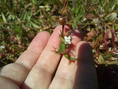 Diodia