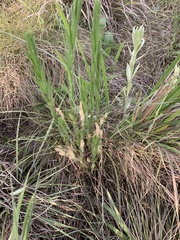 Acalypha depressinerva