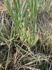 Acalypha depressinerva
