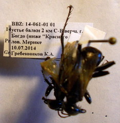 Prionyx subfuscatus