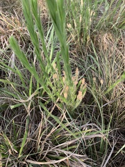 Acalypha depressinerva