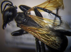 Prionyx subfuscatus