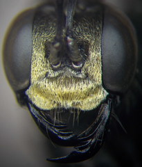 Prionyx subfuscatus