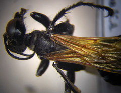 Prionyx subfuscatus