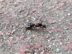 Crematogaster