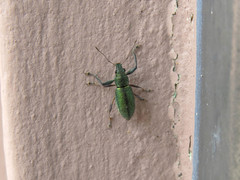 Naupactus auricinctus