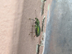 Naupactus auricinctus