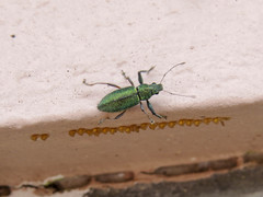 Naupactus auricinctus