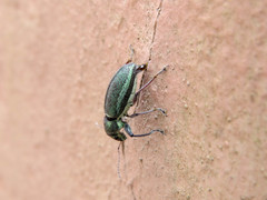 Naupactus auricinctus