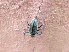 Naupactus auricinctus