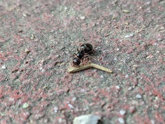 Crematogaster