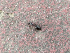 Crematogaster