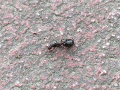 Crematogaster