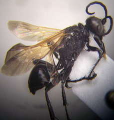 Prionyx subfuscatus