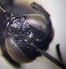 Prionyx subfuscatus