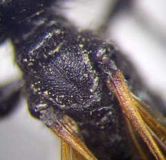 Prionyx subfuscatus