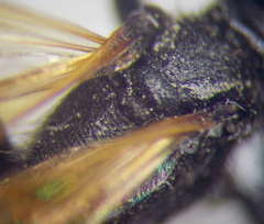 Prionyx subfuscatus