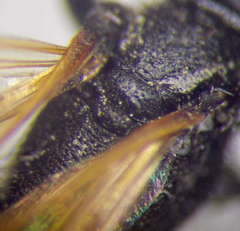 Prionyx subfuscatus