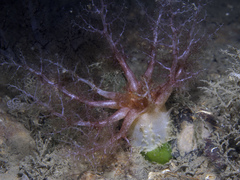 Thyonidium drummondii