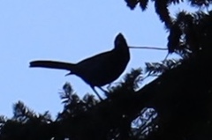 Cyanocitta stelleri
