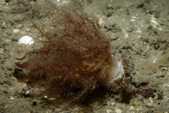 Thyonidium drummondii