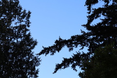 Cyanocitta stelleri