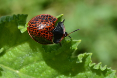Botanochara impressa
