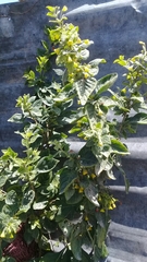 Capsicum rhomboideum