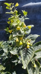 Capsicum rhomboideum