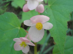 Begonia palmeri