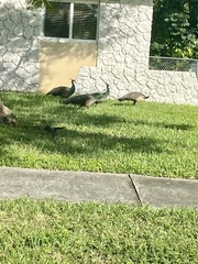 Pavo cristatus