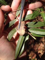 Yphthimoides straminea