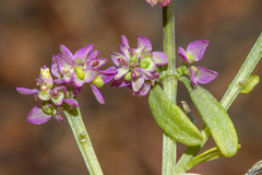 Polygala brevifolia