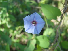 Jacquemontia evolvuloides