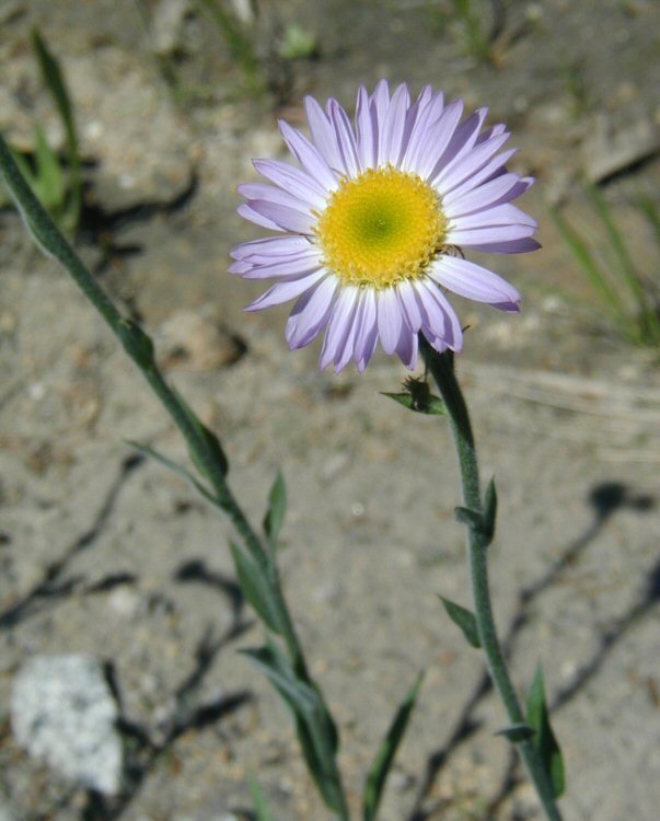 Glacial Daisy (Wolf Creek BioBlitz) · iNaturalist