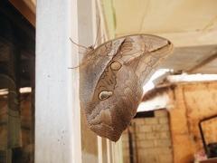 Eryphanis automedon