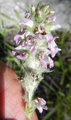 Pedicularis attollens