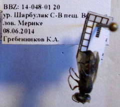 Prosopigastra orientalis