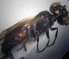 Prosopigastra orientalis